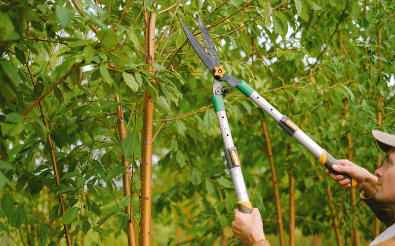 Tree trimming in Wakarusa, IN