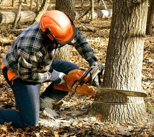 Tree Removal in Wakarusa, IN